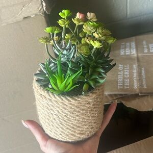 Small brand new silk plant